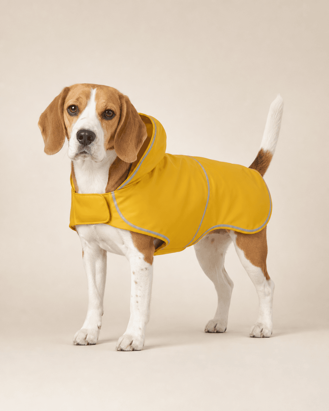 Beagle wearing a yellow waterproof reflective pet raincoat